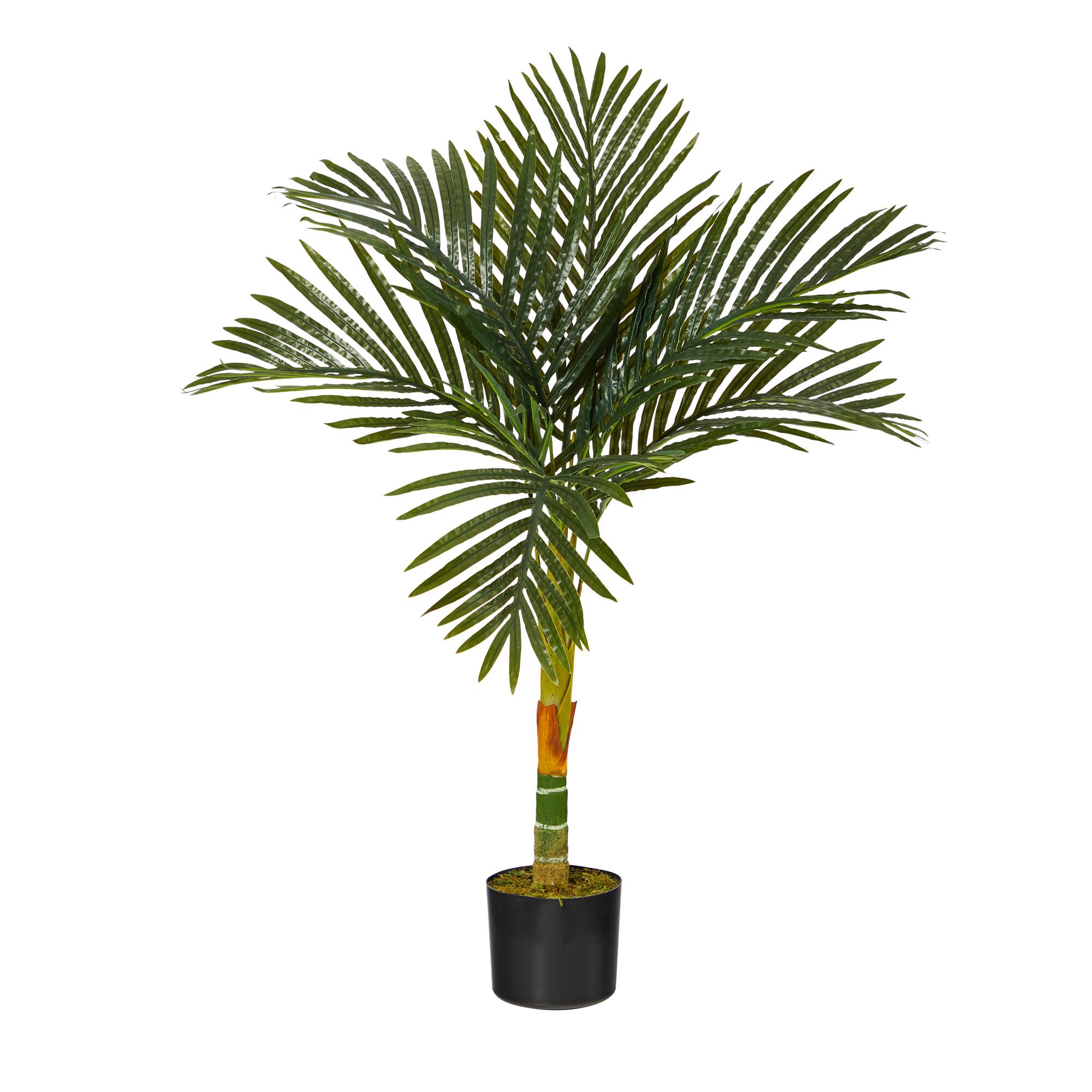 3ft. Potted Golden Cane Palm Tree